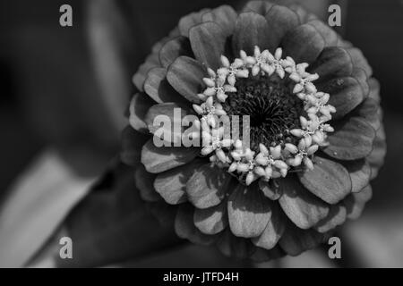 Close-up of a pink zinnia Zinnia elegans () Banque D'Images