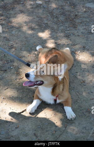 Un Welsh Corgi Pembroke chiot à l'extérieur dans la nature Banque D'Images