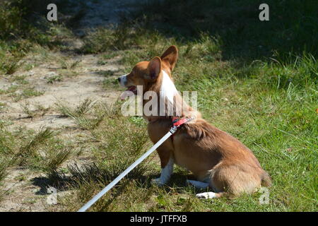 Un Welsh Corgi Pembroke chiot à l'extérieur dans la nature Banque D'Images