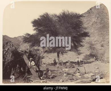 Le Sgt. James M. McDonald (Anglais) d'Acacia Seyal (arbre, dédiée au saint Patron, Wadi Feiran Banque D'Images