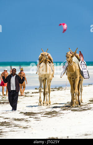 Deux chameaux avec les propriétaires à marcher le long de la côte de l'océan, plage de Diani, Kenya Banque D'Images