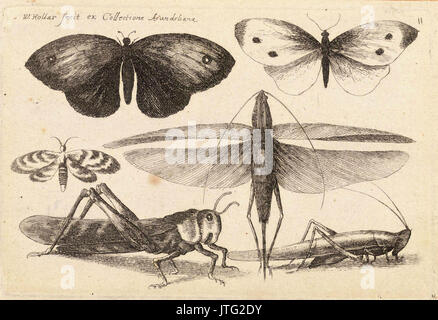 Place Wenceslas Hollar six insectes (Etat 3) Banque D'Images