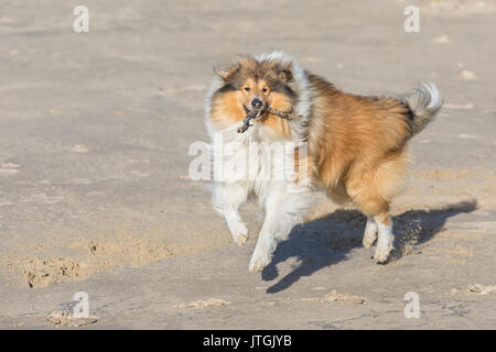 Rough collie superbe jouant sur la plage, d'un bâton dans la bouche et les pieds du sol ! Banque D'Images
