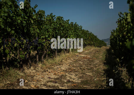 5 août 2017 - Les mégachiles, Piémont, Italie - Alba,Italy-August 9, 2017 : l'avance des vendanges des vignobles pour la récolte en raison de l'climat chaud en Piémont (crédit Image : © Stefano Guidi via Zuma sur le fil) Banque D'Images