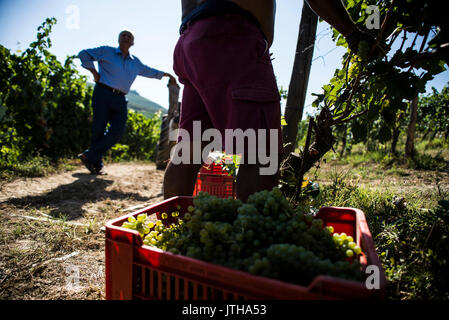 5 août 2017 - Les mégachiles, Piémont, Italie - Alba,Italy-August 9, 2017 : l'avance des vendanges des vignobles pour la récolte en raison de l'climat chaud en Piémont (crédit Image : © Stefano Guidi via Zuma sur le fil) Banque D'Images