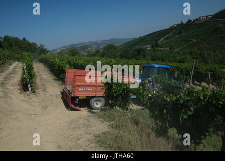 5 août 2017 - Les mégachiles, Piémont, Italie - Alba,Italy-August 9, 2017 : l'avance des vendanges des vignobles pour la récolte en raison de l'climat chaud en Piémont (crédit Image : © Stefano Guidi via Zuma sur le fil) Banque D'Images