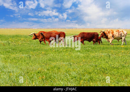 Watusi Ankole dans un parc de la vie sauvage de l'Ukraine, la Mira Banque D'Images