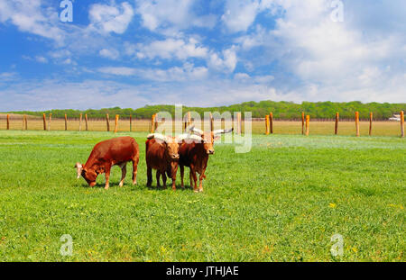 Watusi Ankole debout dans un parc de la vie sauvage de l'Ukraine, la Mira Banque D'Images