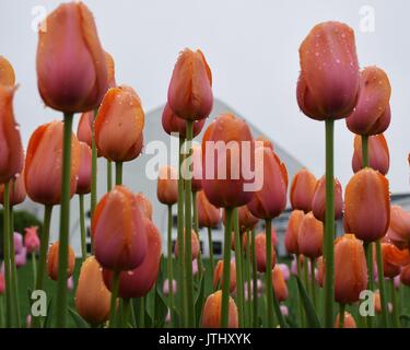 Tulipes Peach lieu Banque D'Images