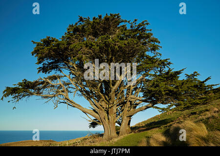 Arbre généalogique macrocarpa (Cupressus macrocarpa), Péninsule d'Otago, Dunedin, Nouvelle-Zélande, île du Sud Banque D'Images