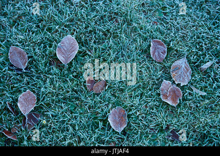 Frosty les feuilles d'automne, les Jardins Botaniques, Dunedin, Otago, île du Sud, Nouvelle-Zélande Banque D'Images
