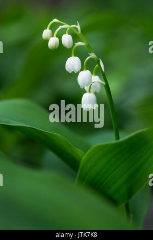 Le muguet fleur dans le jardin de printemps Banque D'Images