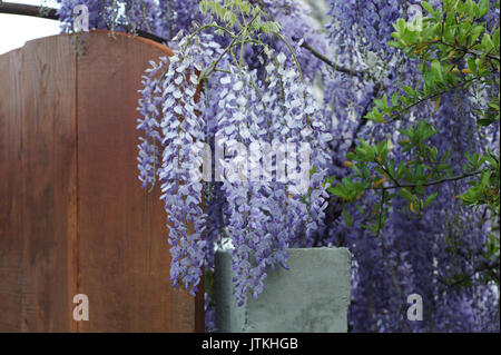 Glycine Banque D'Images