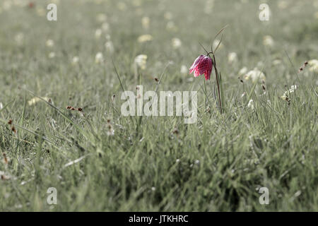 Serpents head fritillary Banque D'Images