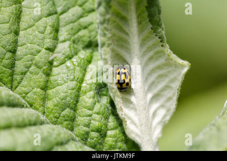 Jaune et Noir (coccinelle Propylea quatuordecimpunctata) sur une feuille Banque D'Images