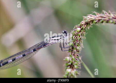 Commune de demoiselle bleue voler sur herbe sauvage Banque D'Images