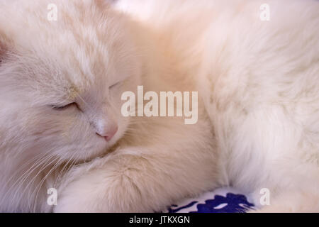 No de cat. Beau chat blanc. Animal domestique. Angora turc. Banque D'Images