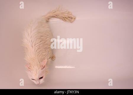 No de cat. Chat blanc dans la baignoire. L'animal domestique. Angora turc. Banque D'Images