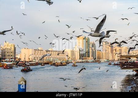 Vue sur Dubaï Creek avec plein de mouettes et bateaux abra au coucher du soleil, aux Émirats arabes unis, ÉMIRATS ARABES UNIS Banque D'Images
