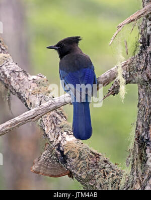 Le geai de Steller est aussi appelé le pin de montagne, Jay Jay et Long-crested Jay Banque D'Images