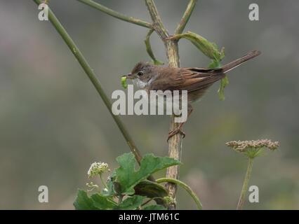 La Fauvette grisette Sylvia communis, arbuste, perché sur l'île de Skomer avec les proies sur Banque D'Images