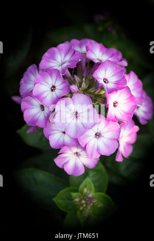 Phlox paniculata Pink Eye Flame Banque D'Images