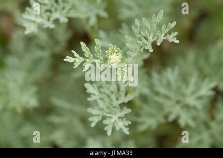 La grande absinthe (Artemisia absinthium) Banque D'Images