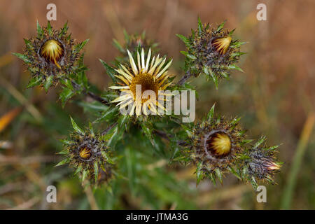 Carline Carlina vulgaris (chardon) fleurs Banque D'Images