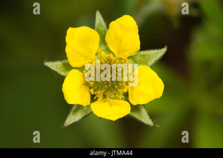 Geum urbanum benoîte (fleur) Banque D'Images