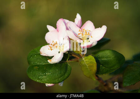 Pommier (Malus sylvestris) fleurs Banque D'Images