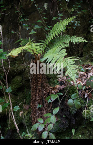 Scaly-mâle (fougère Dryopteris affinis) Banque D'Images