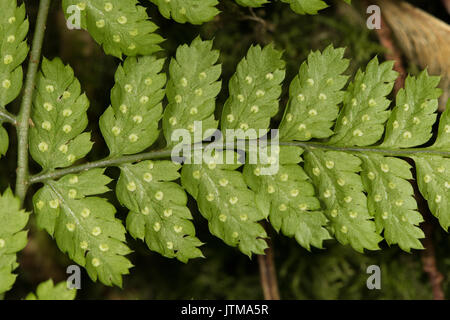 Les sporanges à la face inférieure d'une large Buckler Fern (Dryopteris dilatata) frond Banque D'Images