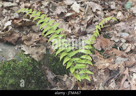 Scaly-mâle (fougère Dryopteris affinis) Banque D'Images