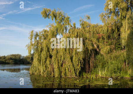 Saule pleureur (Salix babylonica) sur les rives de la rivière Trent, Alpes Banque D'Images