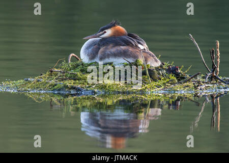 Homme grèbe huppé (Podiceps cristatus) assis sur son nid flottant Banque D'Images