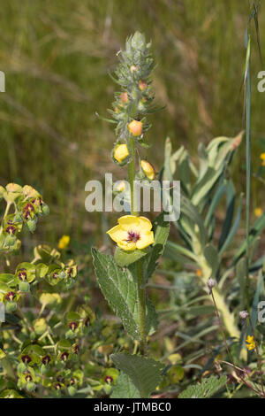 À FEUILLES D'ortie molène (Verbascum chaixii) Banque D'Images