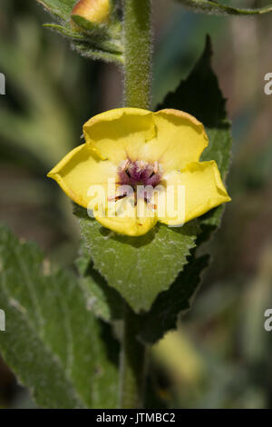 À FEUILLES D'ortie molène (Verbascum chaixii) Banque D'Images