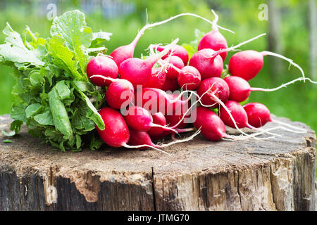 Les radis frais avec deux tops sur un moignon de bois journée ensoleillée Banque D'Images