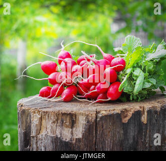 Les radis frais avec deux tops sur un moignon de bois journée ensoleillée Banque D'Images
