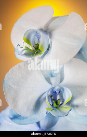 Paire de fleurs orchidée blanche avec fond orange et jaune Banque D'Images