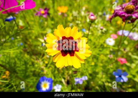 Golden Tickseed Coreopsis tinctoria) (dans une prairie de fleurs, Bavaria, Germany, Europe Banque D'Images