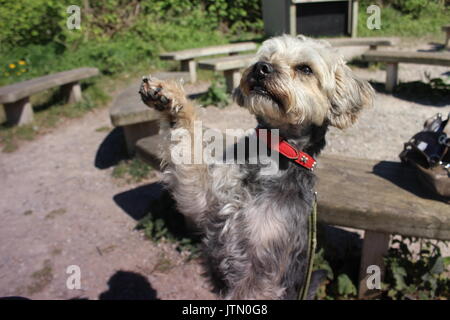 Faisant des tours de chien Banque D'Images