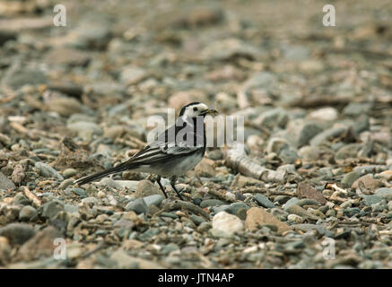 Bergeronnette printanière, Motacilla alba pied, avec les proies dans le Loch Lomond Banque D'Images