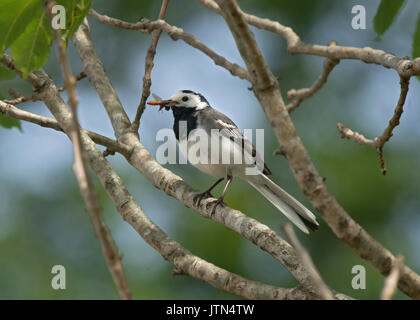 Bergeronnette printanière, Motacilla alba grèbe, perché sur une branche avec des proies dans le loch Lomond Banque D'Images