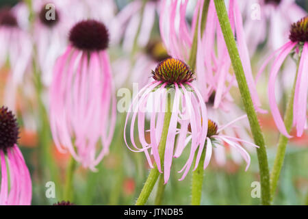 Echinacea simulata. Pourpre clair coneflowers Banque D'Images