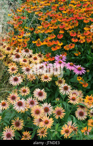 Echinacea 'Big Kahuna' Helenium et fleurs. À côté Coneflowers sneezeweed fleurs dans une bordure de jardin. UK Banque D'Images