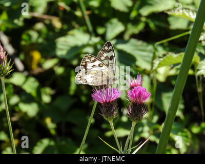 Balkan Marbled White butterfly (Melanargia larissa) sur fleur pourpre Banque D'Images