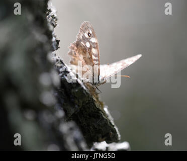 Un papillon Pararge aegeria mouchetée, bois, assis sur un tronc d'arbre dans la lumière brumeuse. Forêt près de Dniepr, Ukrainka, Kievskaya oblast, Ukraine Banque D'Images