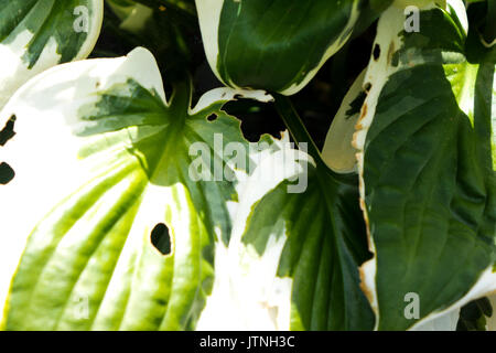 Close up image des feuilles mangées par les limaces Hosta Banque D'Images