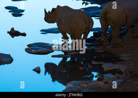 Un rhinocéros noir Diceros bicornis, silhouette, et la réflexion à un étang dans le Nord de la Namibie au cours de l'heure bleue après le coucher du soleil Banque D'Images